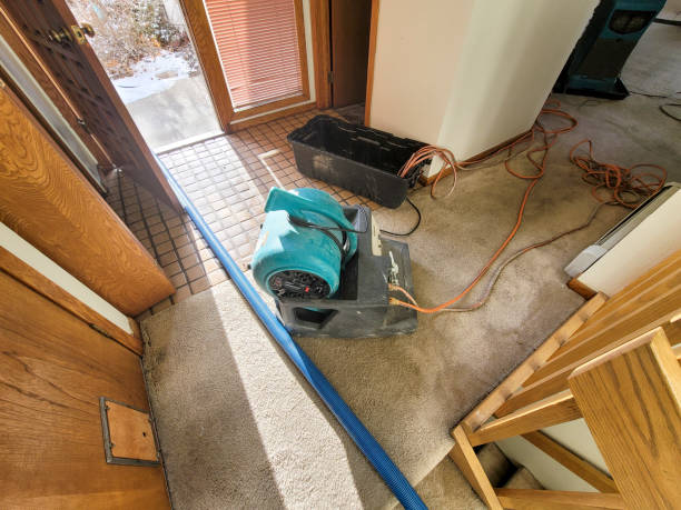 Best Mold Prevention and Remediation in Bruceton, TN